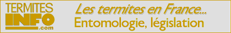 termites info