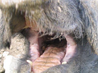 mangeur de cigogne photographié par Denis de la Peyregade